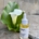 NATURAL RETINOL ALTERNATIVE OIL SERUM NAN